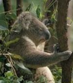 Australian Koala Bear